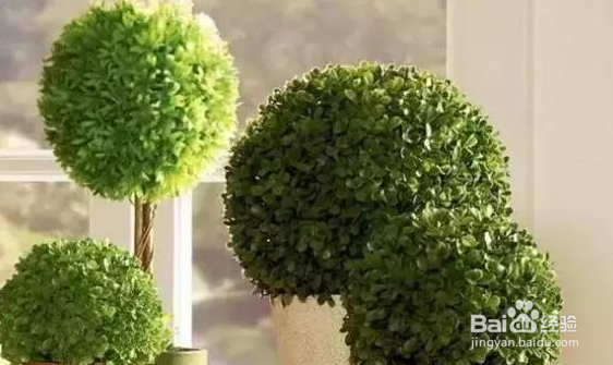 家居小知识--除甲醛的最佳方法