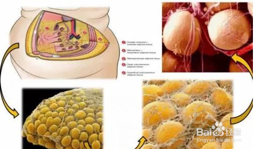 什么是填脂肪、自体脂肪填充大约需要多少钱？