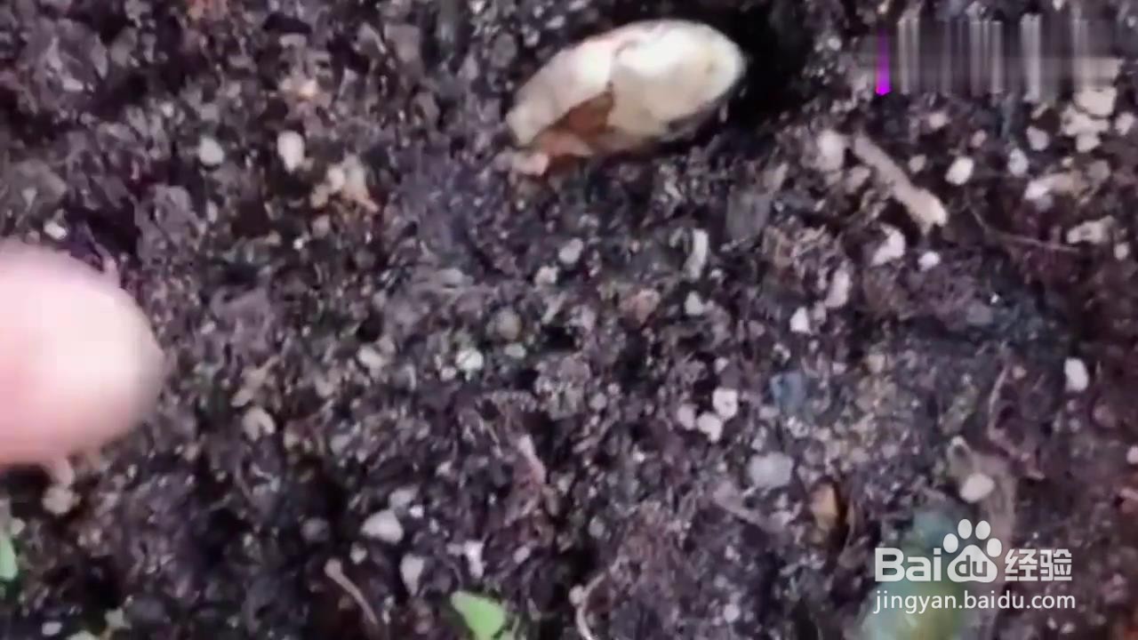 如何用芒果核种出盆栽？