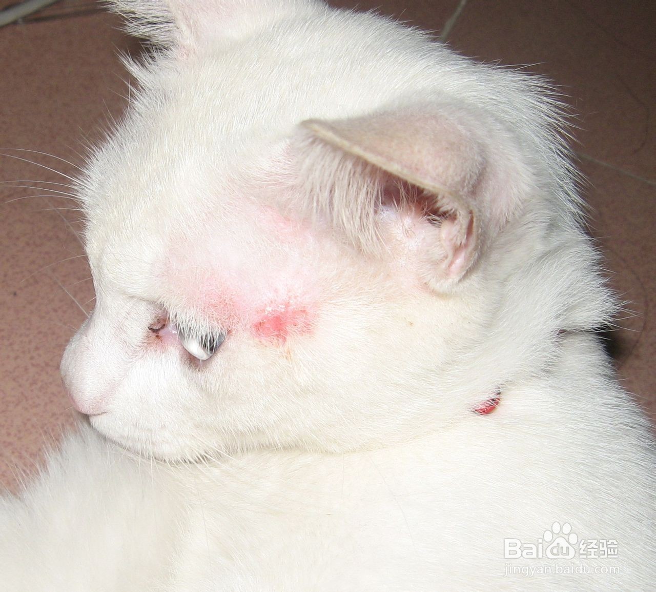 猫长猫藓怎么办