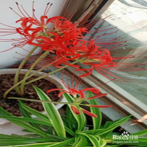 如何养好彼岸花