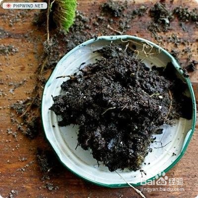 怎么养苔藓好养活