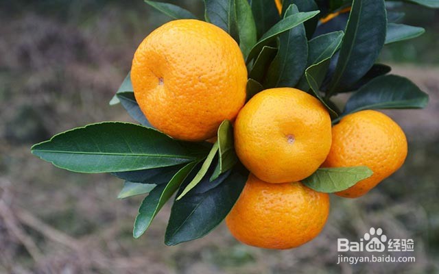 影响砂糖桔甜度的主要因素及膨果增甜着色的方法