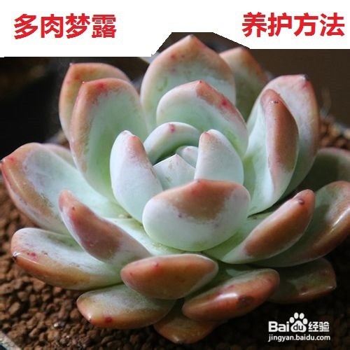 多肉梦露养护方法图例讲解