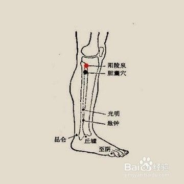 调理胆脏——胆囊穴