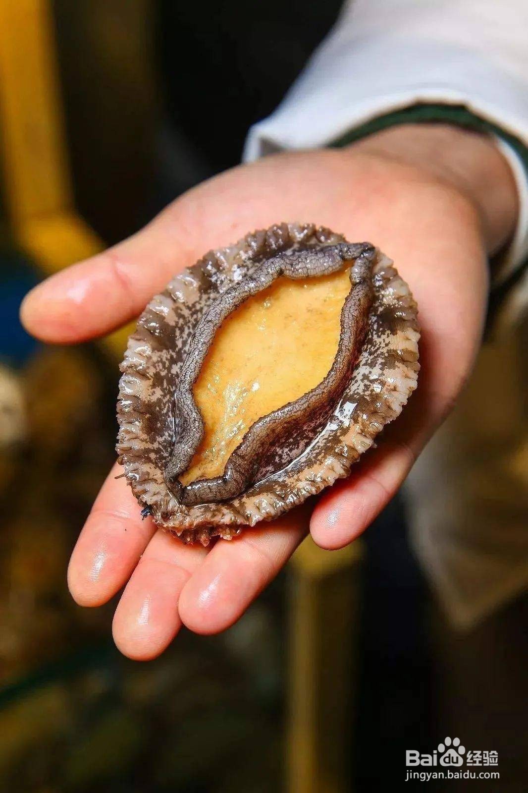 神奇海洋鲍鱼属于以下哪一类动物