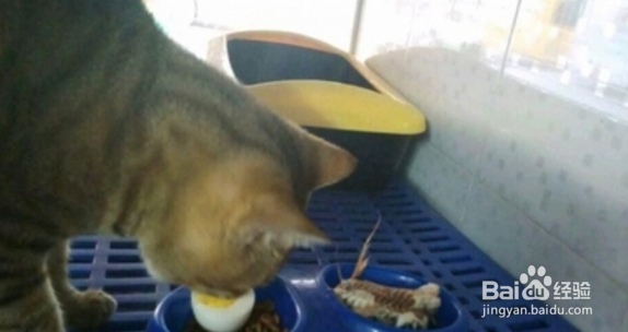 猫泪痕太重 一直擦不好，请注意以下情况！