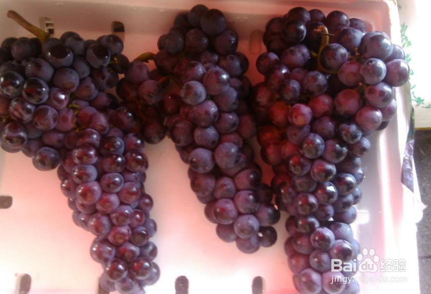 如何种出精品葡萄