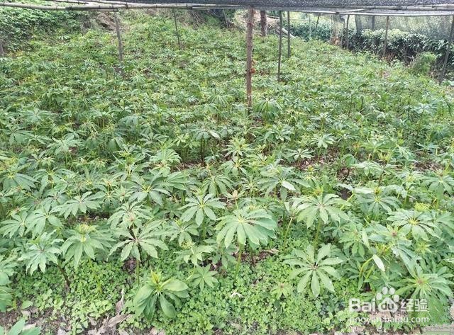 重楼种植技术方法