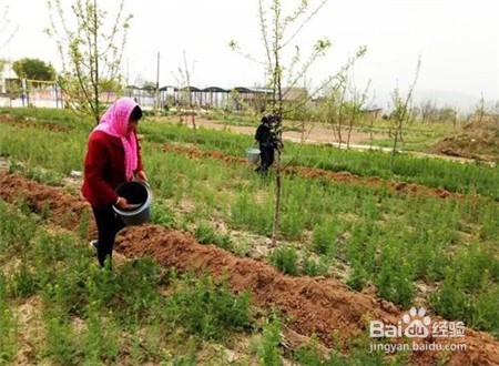 吃三七粉有什么好处,不知道的点击查看