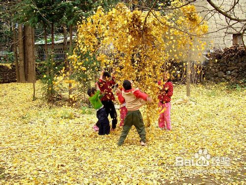 腾冲固东银杏村旅游