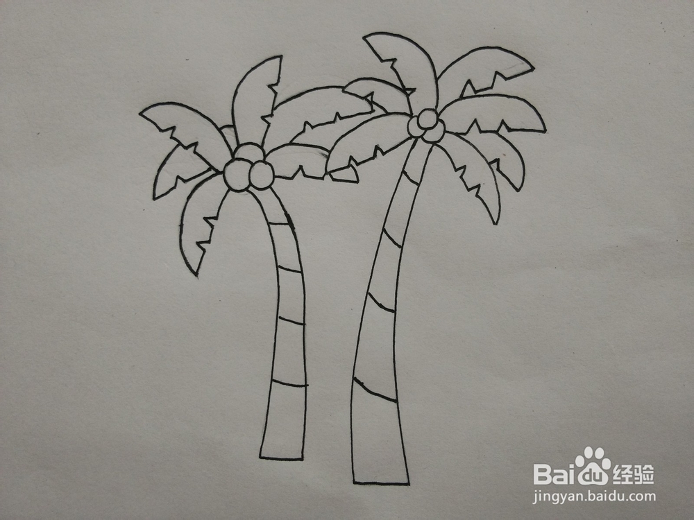 简笔画——怎么画椰子树