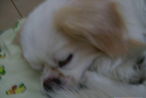 怎么知道狗狗生病了