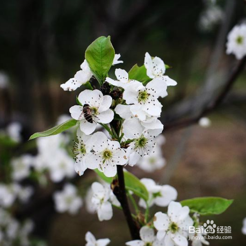 梨花為什麼是白色的