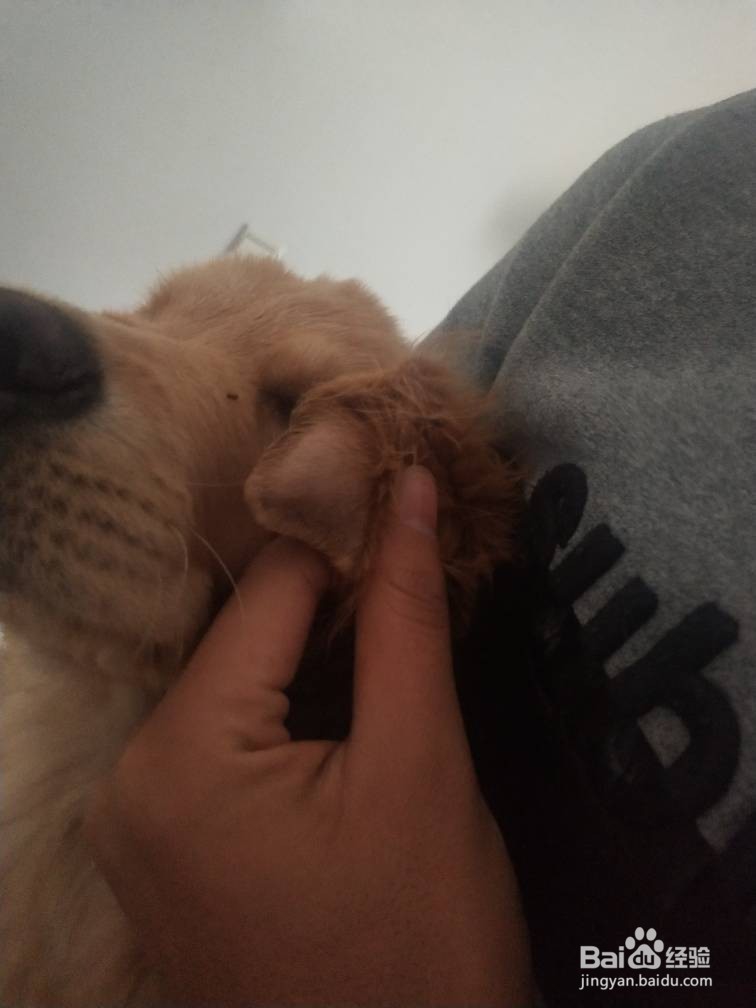 狗狗耳朵血肿怎么办
