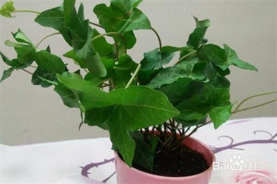 常青藤植物怎么养?