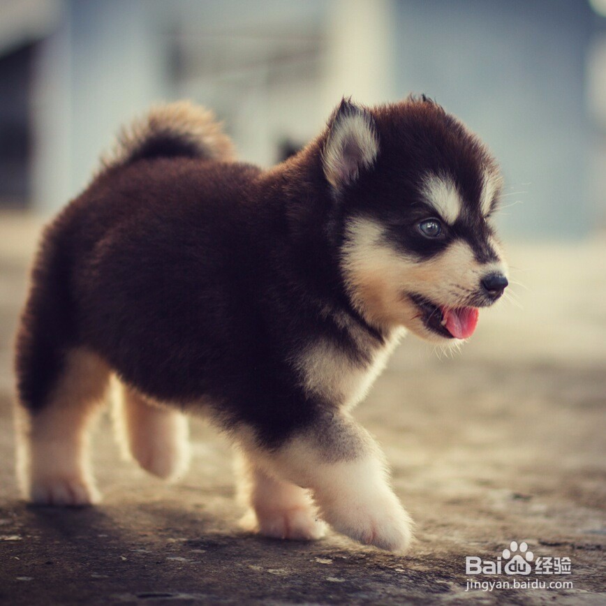 如何来选择宠物美容学校呢