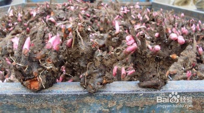 白芍高产种植方法