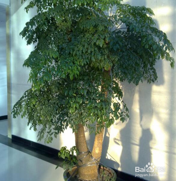 怎样养好幸福树