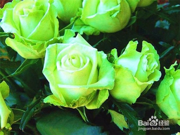 玫瑰花不同月份有什么花语