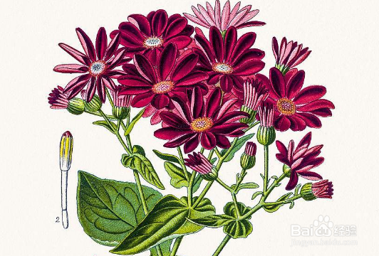 瓜叶菊怎样才能养好?