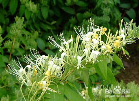 复发性口腔溃疡怎么好得快？金银花的药用价值