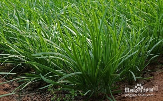 列举蜂蜜不能与什么食物同吃