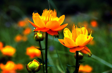 怎样让金莲花常年开花?