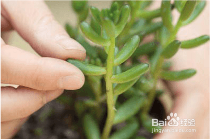 如何给多肉进行叶插繁殖