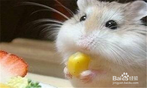 小仓鼠不停打喷嚏怎么办