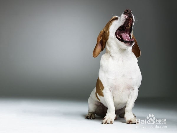 狗狗皮肤病要用什么药