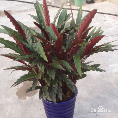 家里养的紫背竹芋叶子发黄怎么办