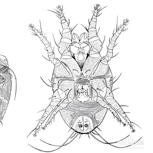 床上怎么杀菌除螨