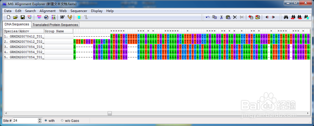 MEGA 5.0构建进化树