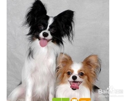 怎么让蝴蝶犬适应环境?