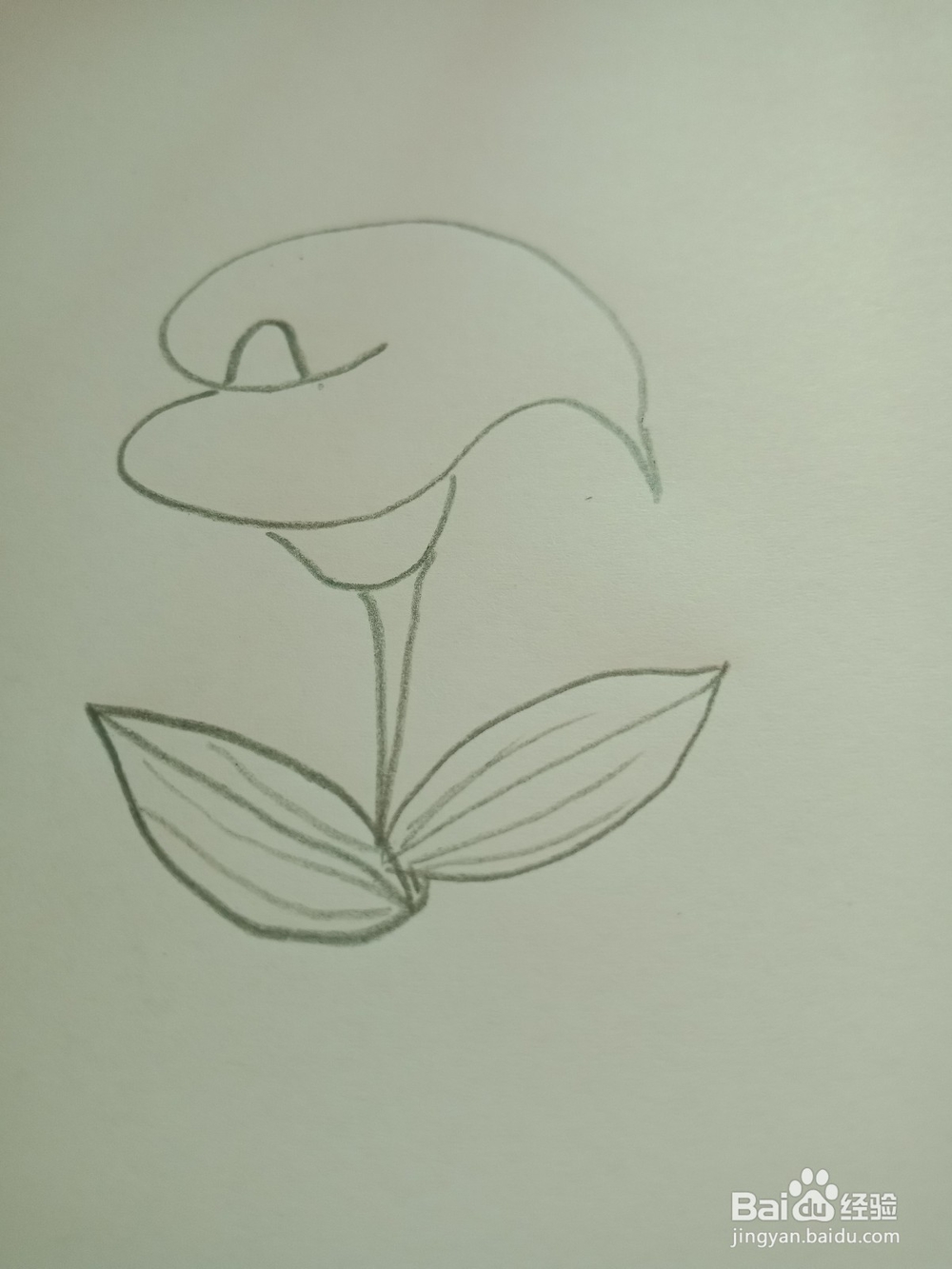 简笔画---马蹄莲