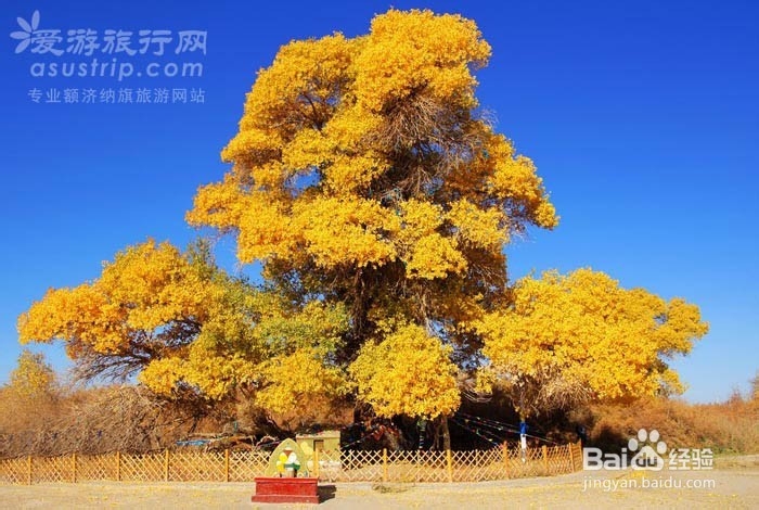 额济纳旅游攻略　