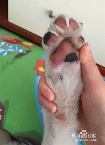 猫猫狗狗身上有跳蚤什么办