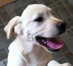 拉布拉多犬寄养朋友家要交代哪四点要求