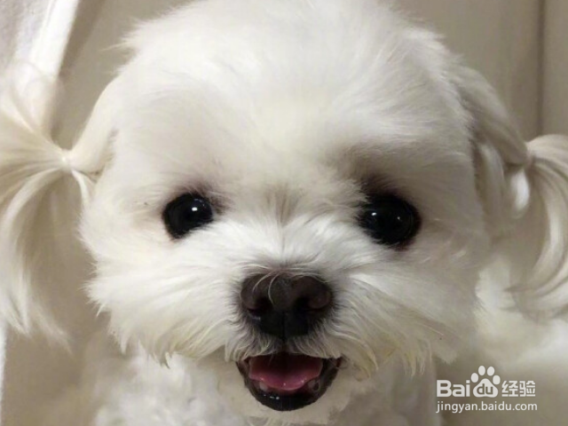 怎么轻松打造高颜值汪星人？