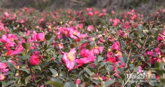 武汉哪里可以赏花适合学生党!