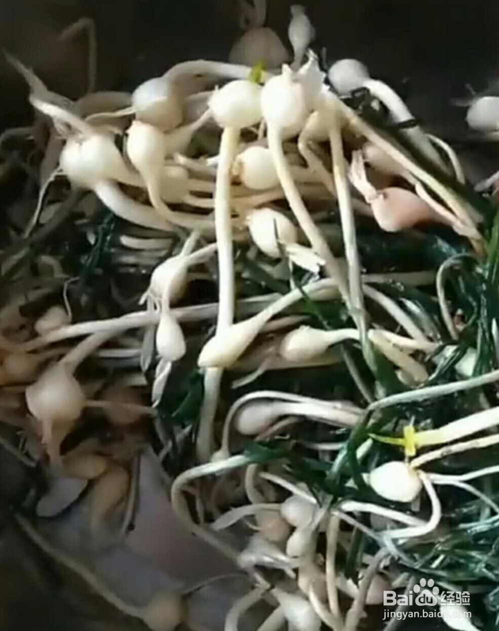 野生小根蒜做法