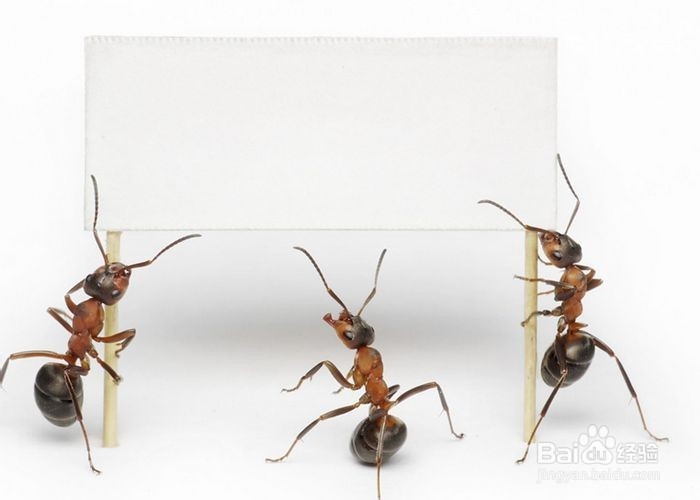 <b>如何去除家里的蚂蚁</b>