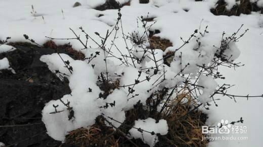 丽江雪季旅游攻略