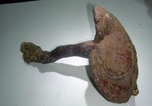 仙姐带你品尝美味佳肴之灵芝猪蹄汤