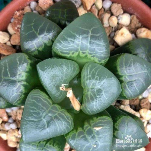 多肉叶插根长毛怎么办 百度经验 多肉叶插根长毛怎么办 百度经验