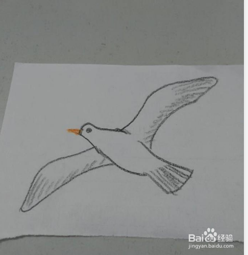 大方得体的海鸥