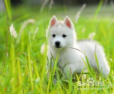 分步解析狗狗为什么吃便便？