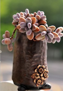 三分钟速成之最美多肉