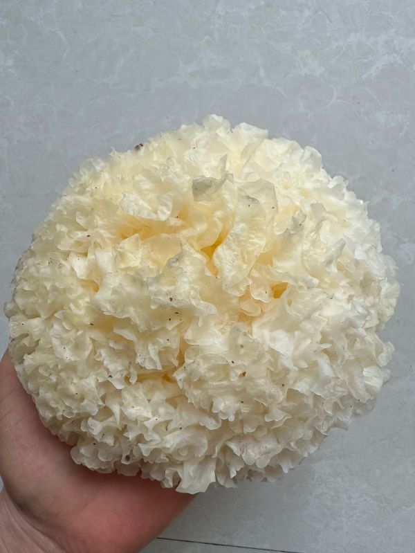 减脂凉拌银耳魔芋丝